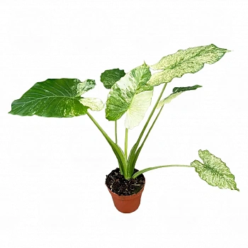Алоказия gageana 'Variegata'