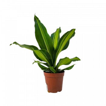 Драцена фрагранс Грин-Уайт / Dracaena Green-White