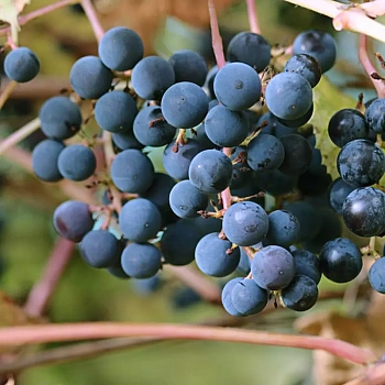 Виноград Амурский (фиолетовый) / Vitis amurensis