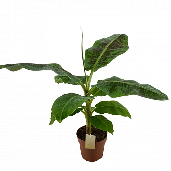 Банан Муса Дварф Кавендиш Карлик / Banana Dwarf Cavendish