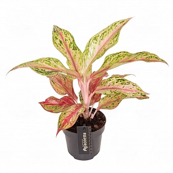 Аглаонема Тай Ред, Тайланд Рэд/ Aglaonema Thai Red, Tailand Red