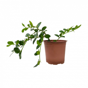 Карисса почвопокровная / carissa prostrata