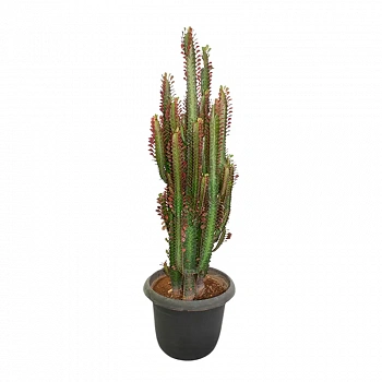 Эуфорбия "Тригона Рубра" / Euphorbia Trigona Rubra