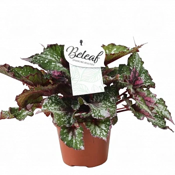 Бегония BELEAF ALASKA CREEK