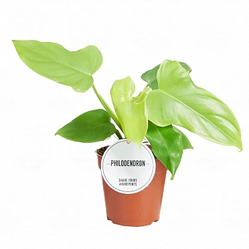 Филодендрон bipennifolium 'Aurea'