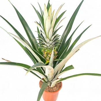 Ананас Чампака / Ananas Champaca