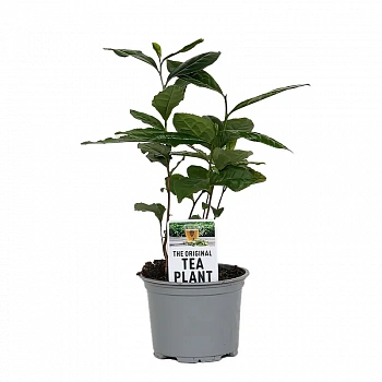 Камелия китайская / Чай / Camellia sinensis
