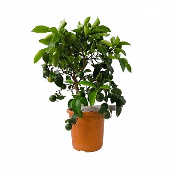 Лимон Неаполь / Lemon otaitensis di Napoli — цитрусовое растение, фото
