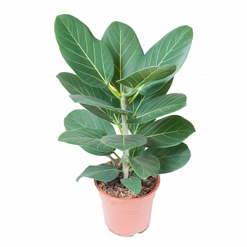 Фикус benghalensis 'Audrey'