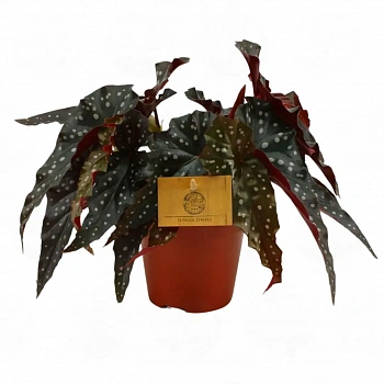 Бегония 'Black Forrest'