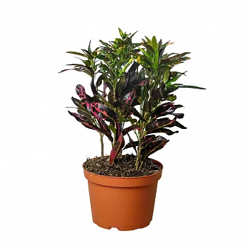 Кодиеум "Freckles" variegatum