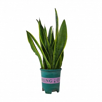 Сансевиерия Уайт Тайгер/ Sansevieria White Tiger